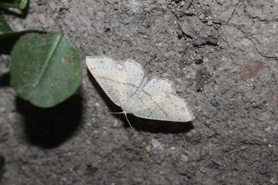 Cyclophora punctaria - sávos pettyesaraszoló