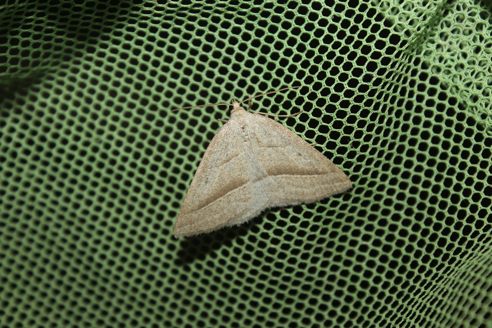 Petrophora chlorosata - páfrányaraszoló