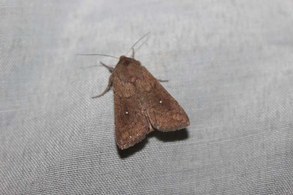 Mythimna albipuncta - fehérpettyes rétibagoly