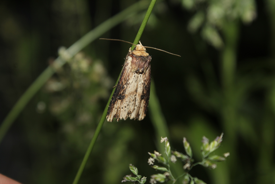 Axylia putris - vonalkás földibagoly