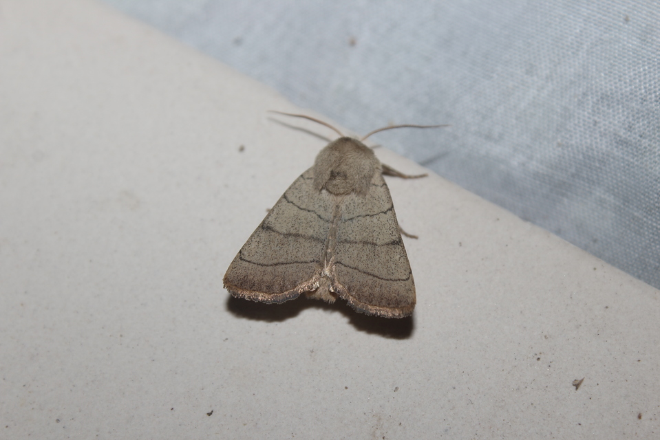 Charanyca trigrammica - háromsávos lombbagoly