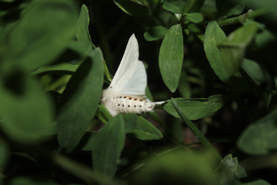 Spilosoma lubricipedum - tejszínű medvelepke