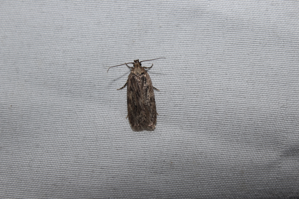 Agonopterix