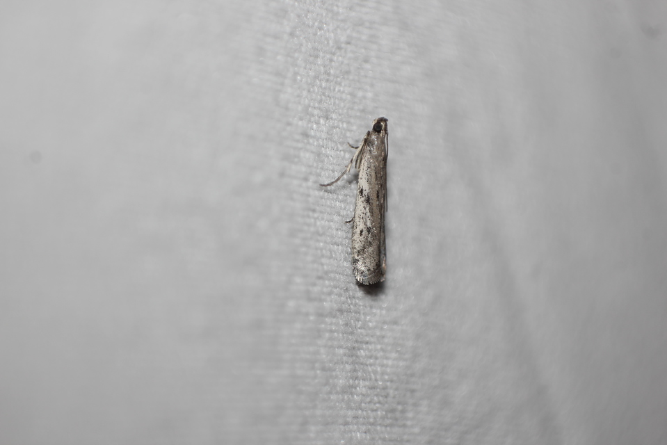 Phycitodes