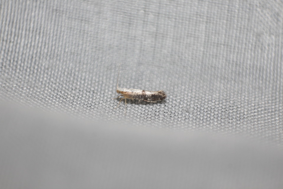 Argyresthia