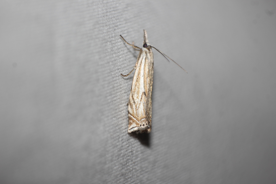 Crambus lathoniellus - mezei fűgyökérmoly