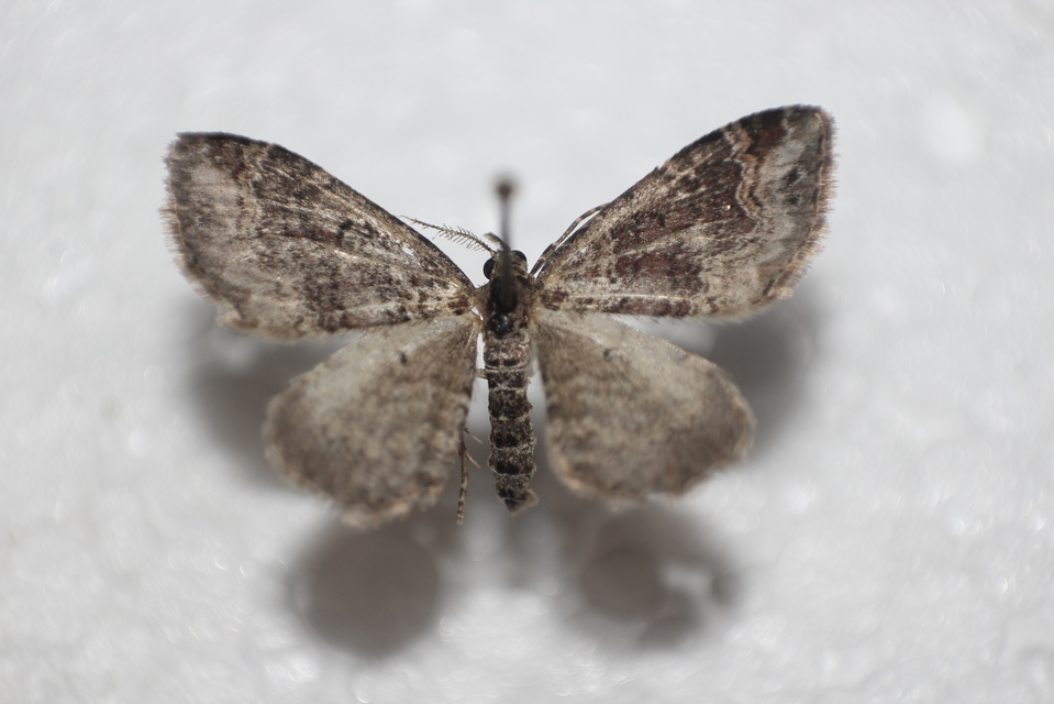 Xanthorhoe ferrugata - kerti tarkaaraszoló