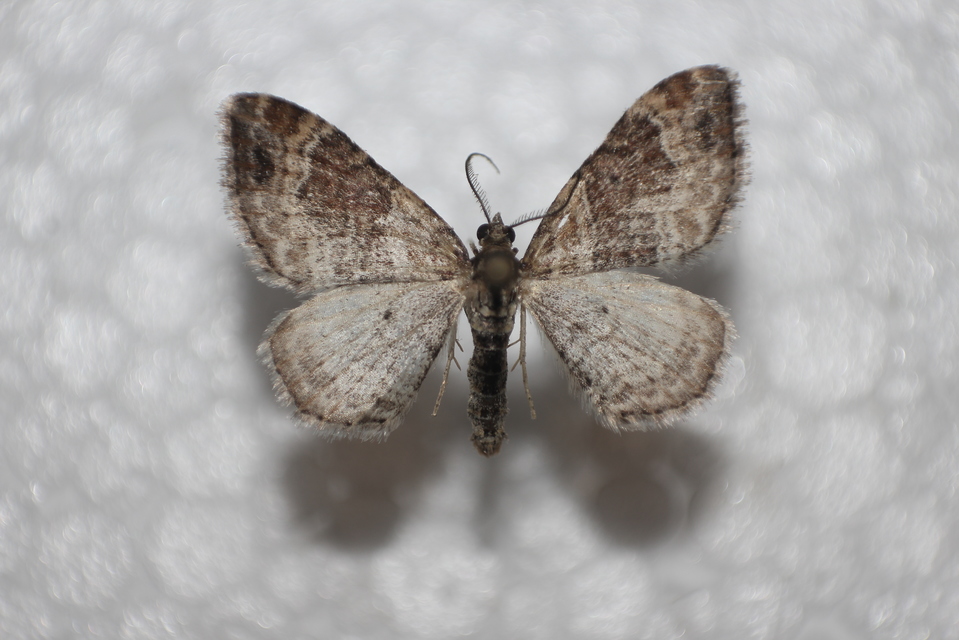 Xanthorhoe spadicearia - sávos tarkaaraszoló