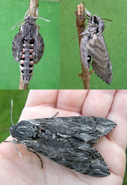 Agrius convolvuli - szulákszender