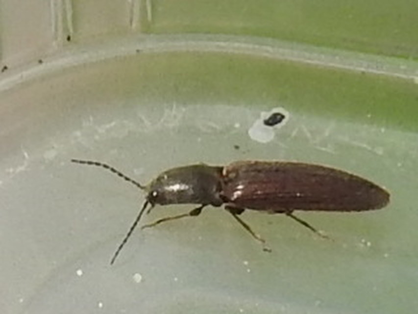 Athous haemorrhoidalis - szurkos pattanó