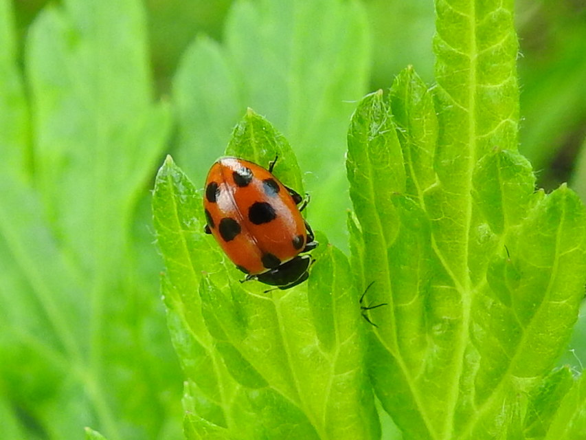 Hippodamia variegata - tizenhárompettyes katica