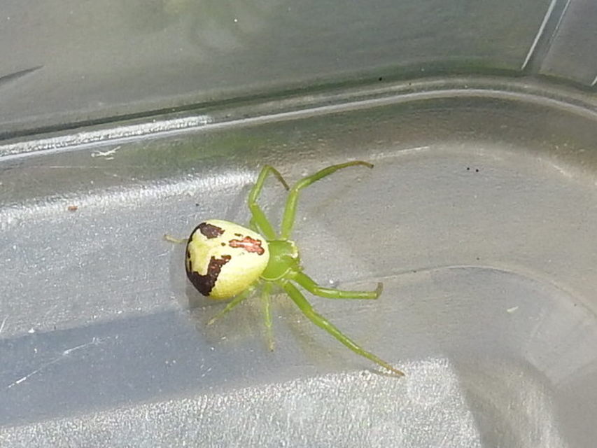 Ebrechtella tricuspidata - alakoskodó karolópók