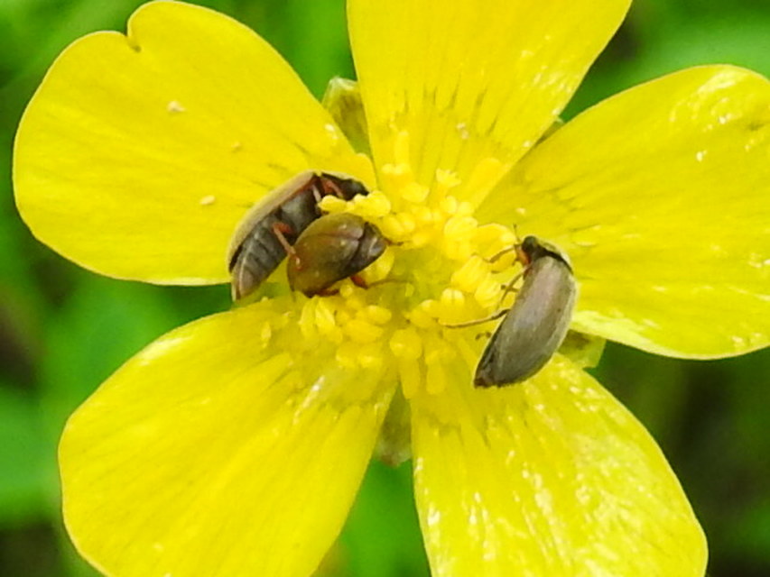 Byturus