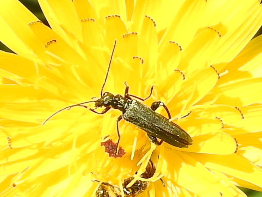 Oedemera