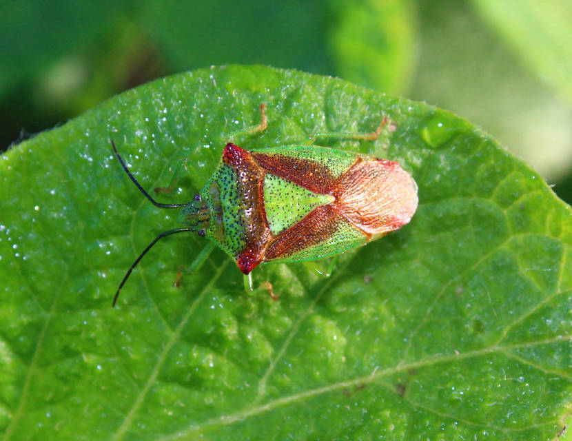 Acanthosoma haemorrhoidale - nagy dajkapoloska Acanthosoma haemorrhoidale - nagy dajkapoloska