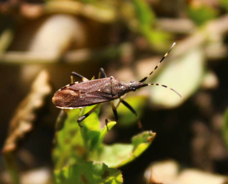 Dicranocephalus