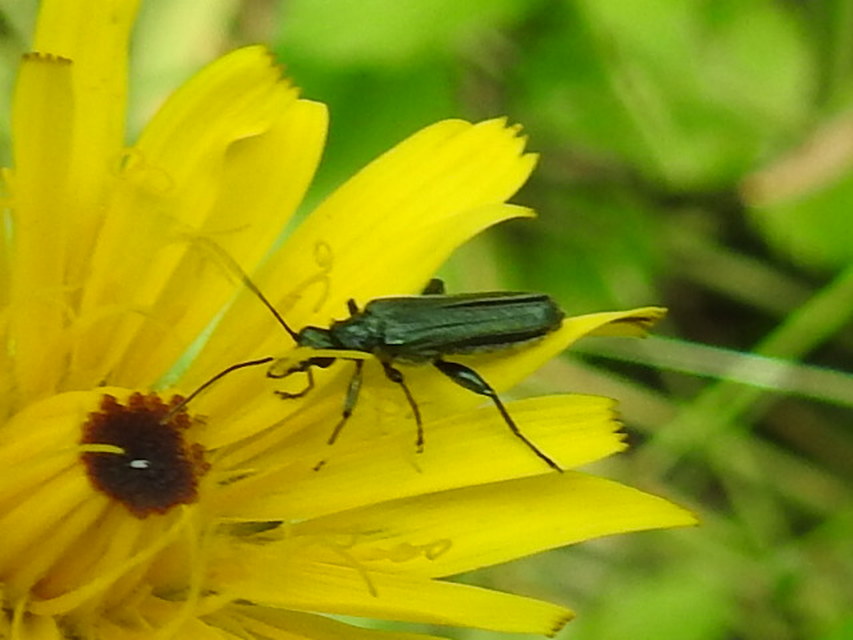 Oedemera