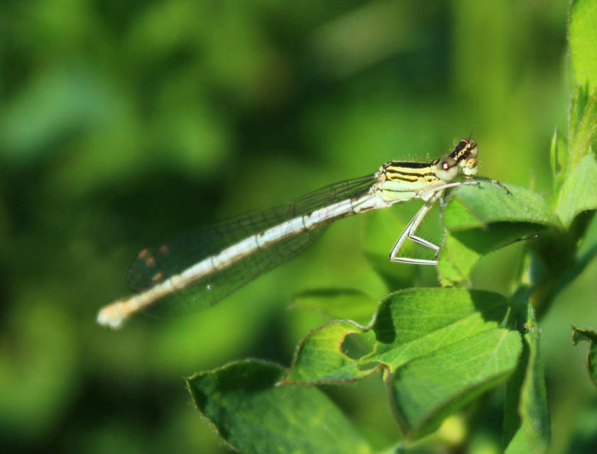 Platycnemis pennipes - széleslábú szitakötő
