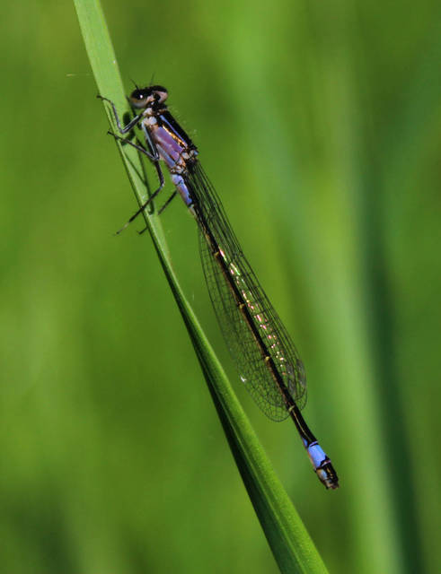 Ischnura elegans pontica - kéköves légivadász