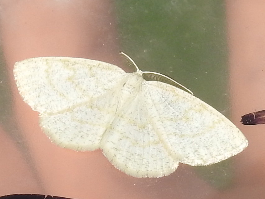 Cabera exanthemata - pettyes égeraraszoló