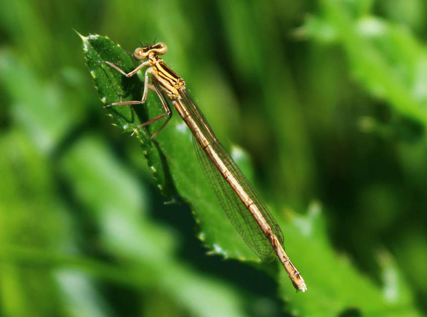 Platycnemis pennipes - széleslábú szitakötő