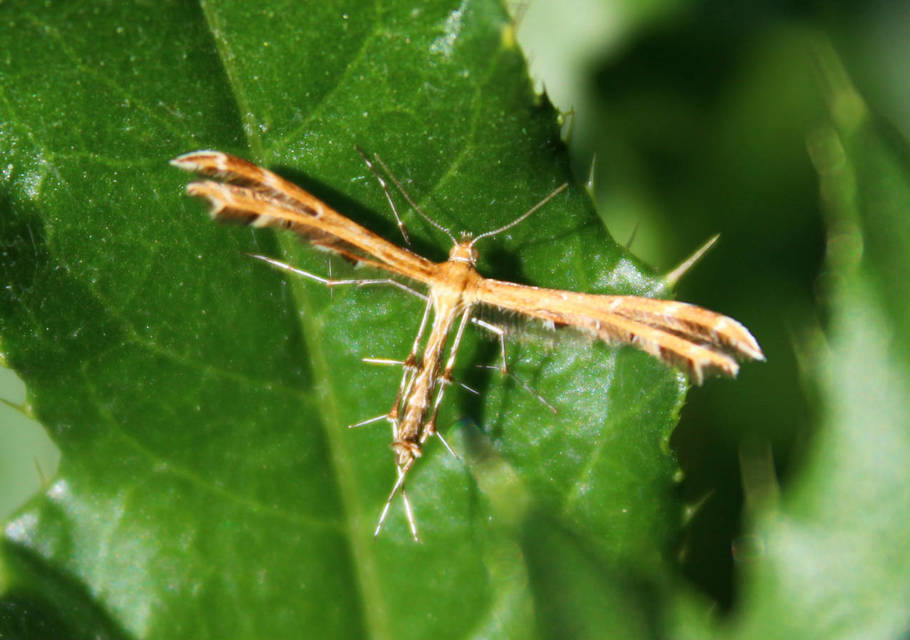 Pterophoridae - tollasmolyfélék