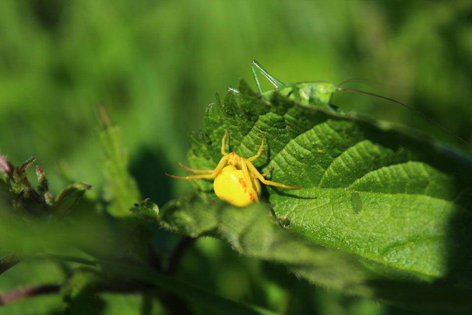 Misumena vatia - viráglakó karolópók