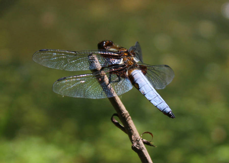 Libellula depressa - széles laposacsa