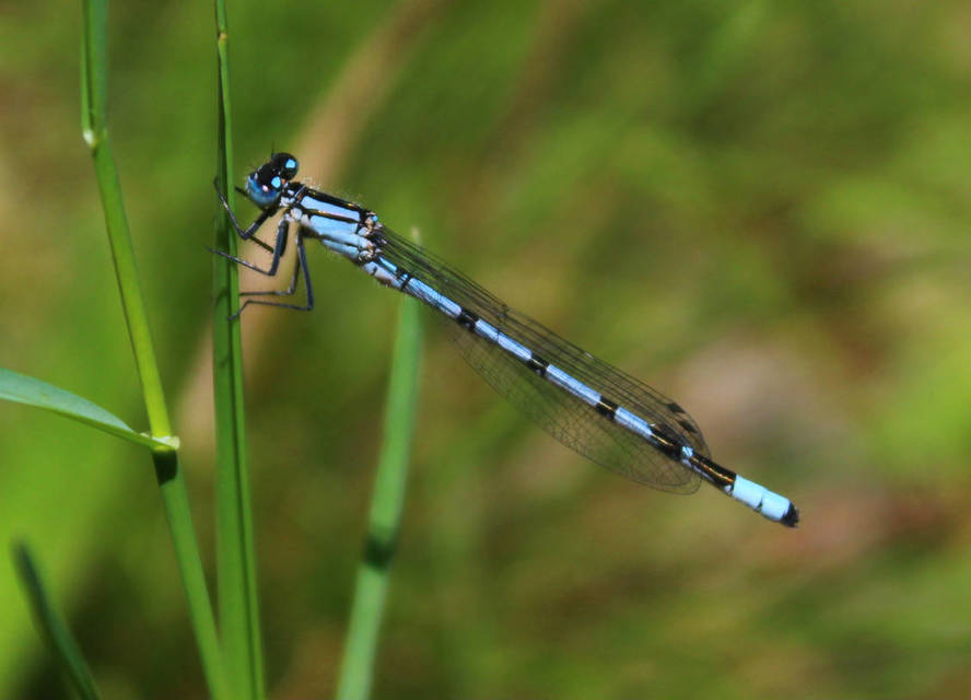 Enallagma cyathigerum - kéksávos légivadász
