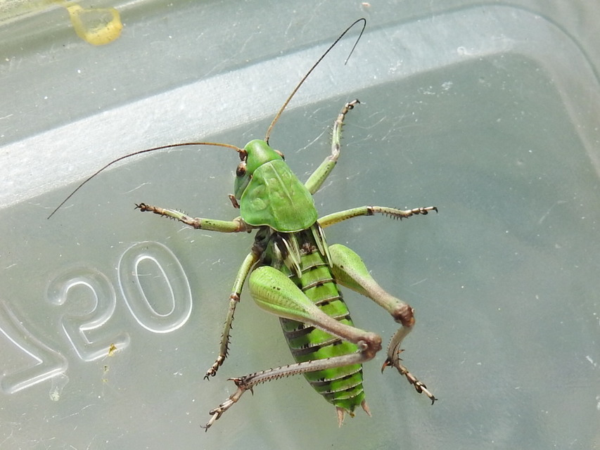 Decticus verrucivorus - szemölcsevő szöcske