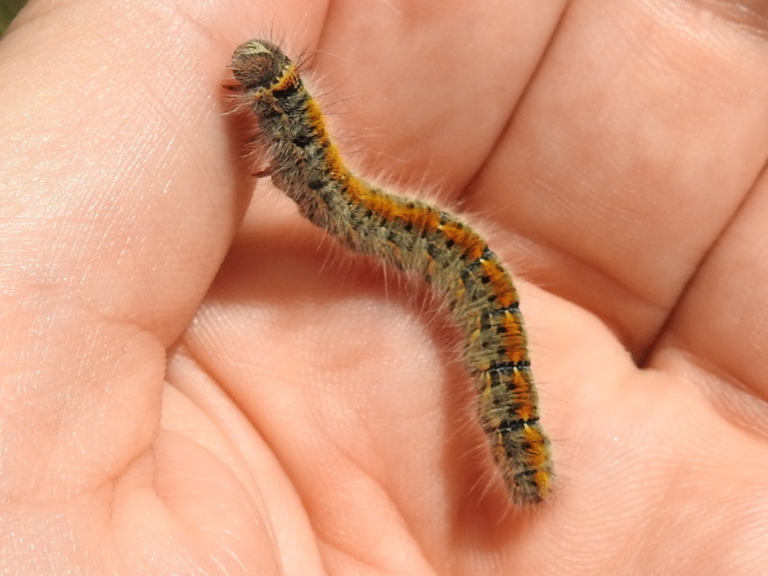 Lasiocampa trifolii - lóhereszövő
