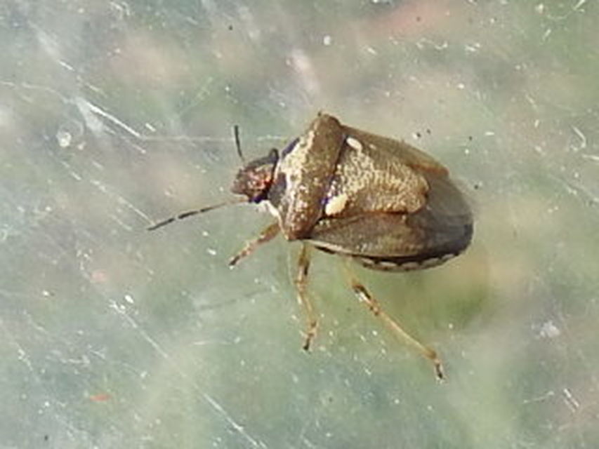 Eysarcoris aeneus - fémes feketefejű-poloska Eysarcoris aeneus - fémes feketefejű-poloska