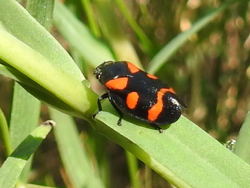 Cercopis arcuata/sanguinolenta