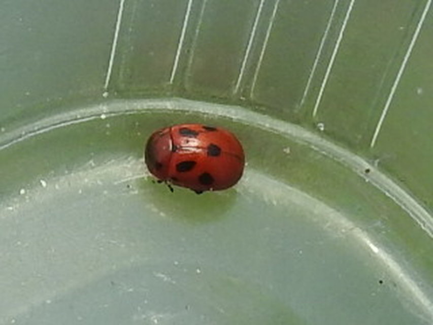 Gonioctena fornicata - közönséges lucernabogár