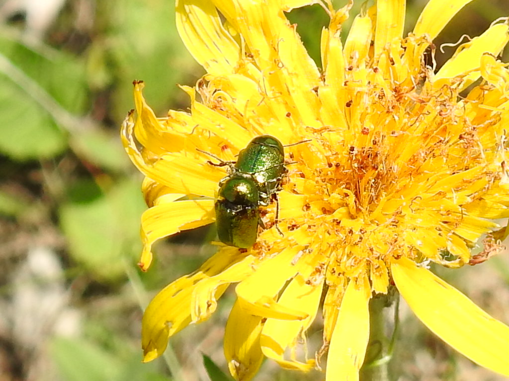 Cryptocephalus
