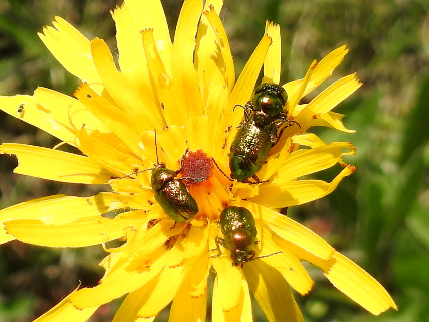 Cryptocephalus