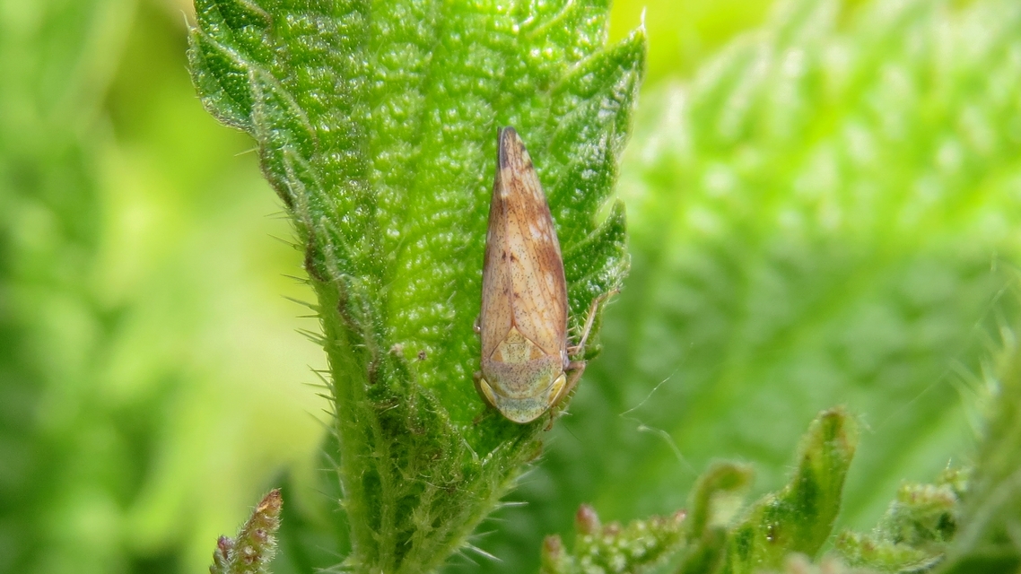 Fieberiella