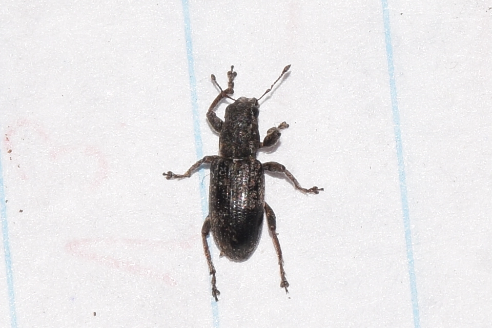 Sitona puncticollis - nagy csipkézőbogár
