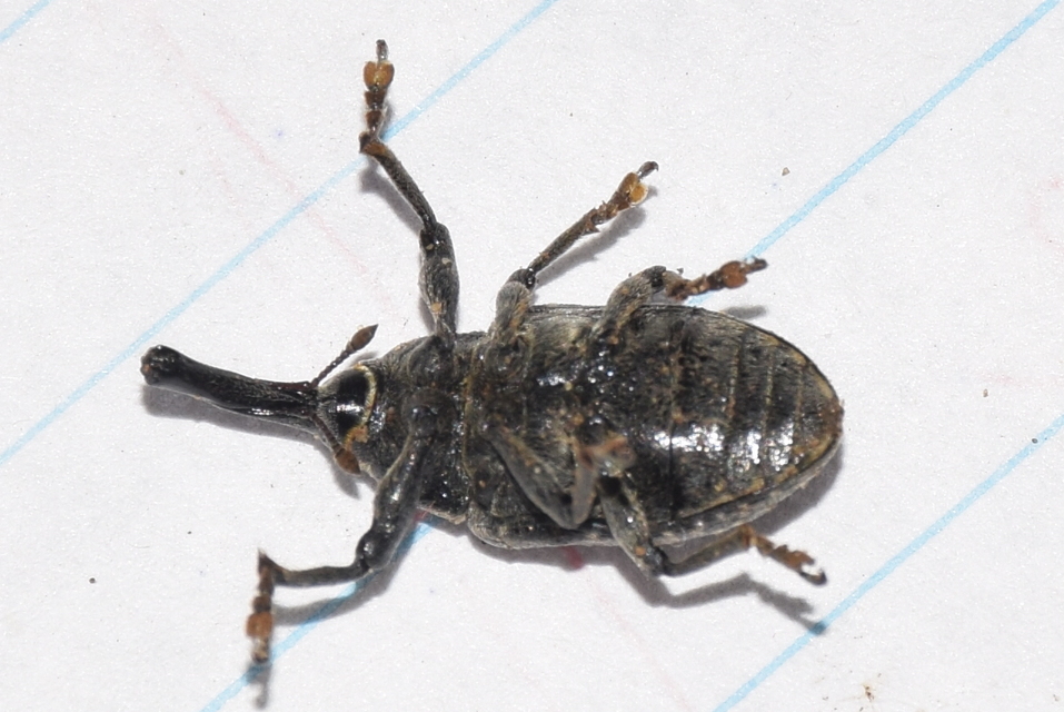 Larinus sturnus - aszat-púderbarkó