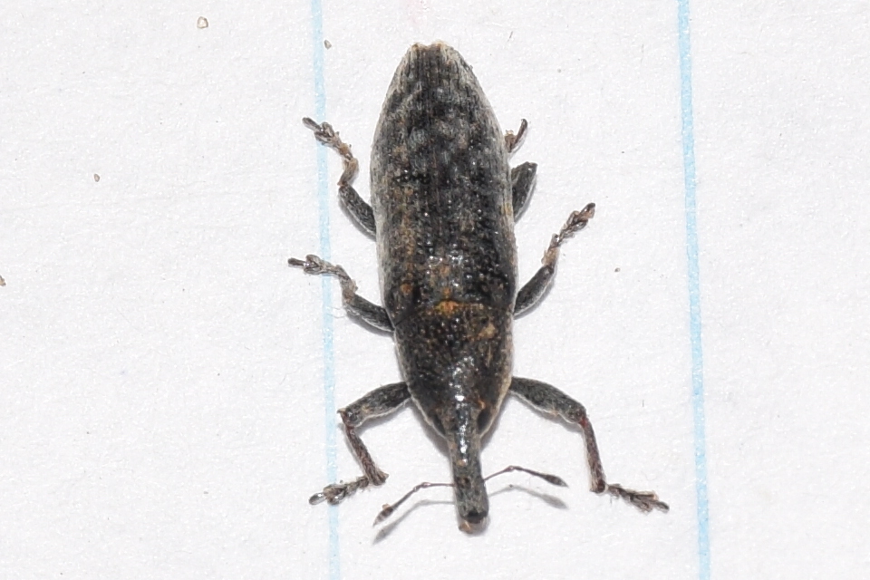 Lixus subtilis - disznóparéj-dudvabarkó