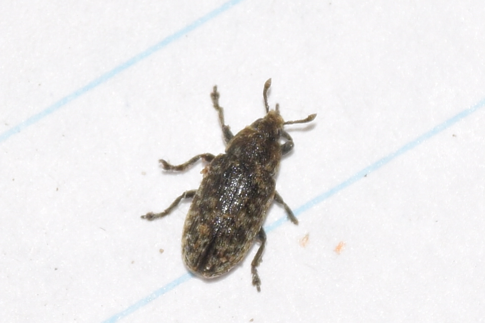 Rhinocyllus conicus - tömpeorrú barkó
