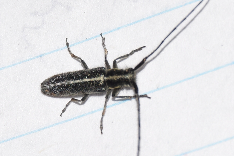Agapanthia cardui - sávos bogáncscincér
