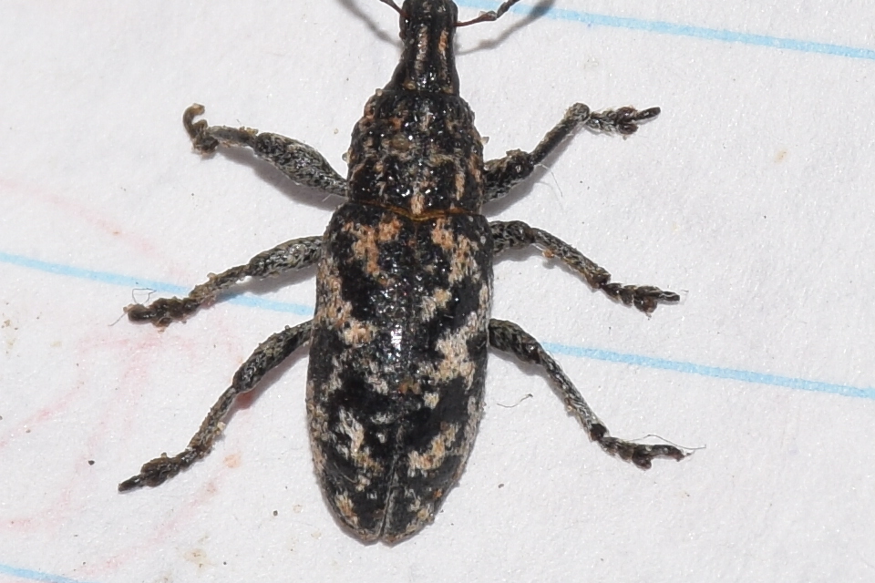 Cyphocleonus dealbatus - márványos barkó