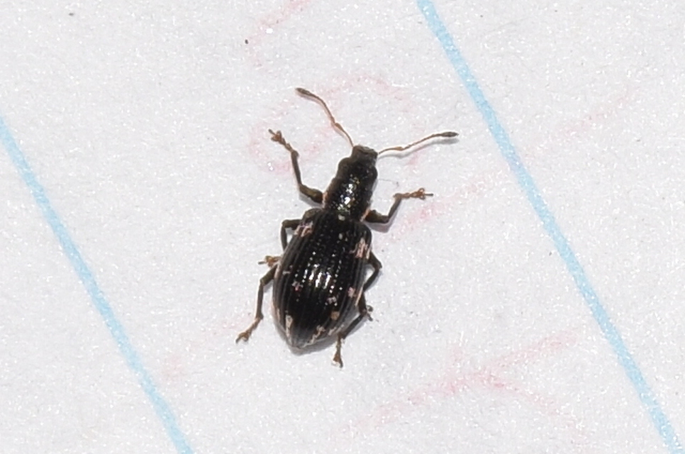 Polydrusus picus - pikkelyfoltos lombormányos
