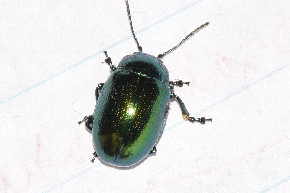 Chrysolina herbacea - zöld mentalevelész