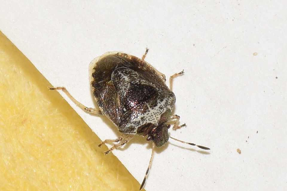 Stagonomus venustissimus - foltos feketefejű-poloska Stagonomus venustissimus - foltos feketefejű-poloska