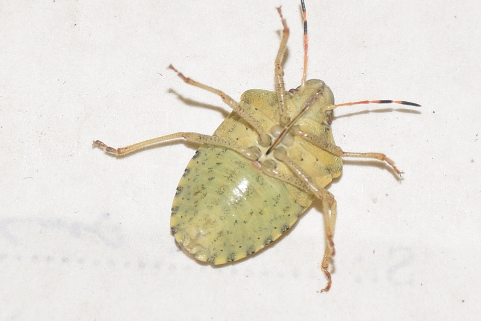 Peribalus strictus - tavaszi címerespoloska Peribalus strictus - tavaszi címerespoloska