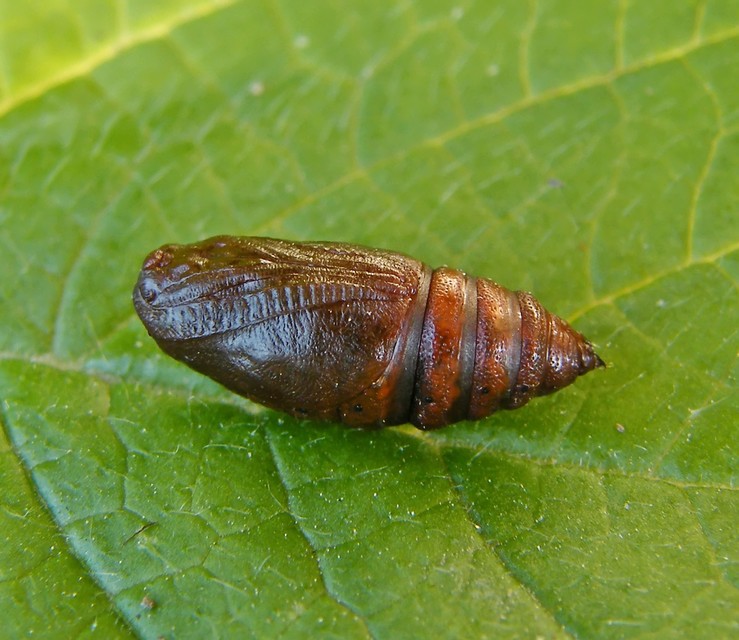 Artiora evonymaria - kecskerágó-araszoló
