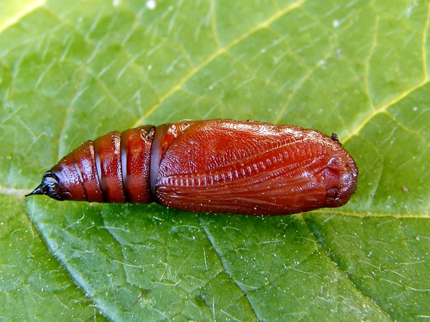 Erannis defoliaria - nagy téliaraszoló
