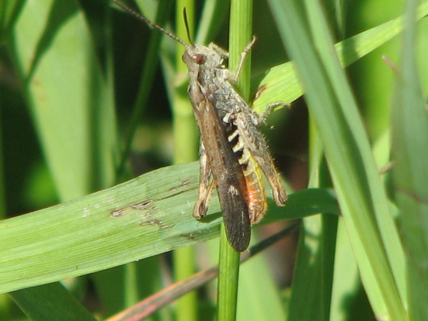 Chorthippus brunneus - közönséges tarlósáska
